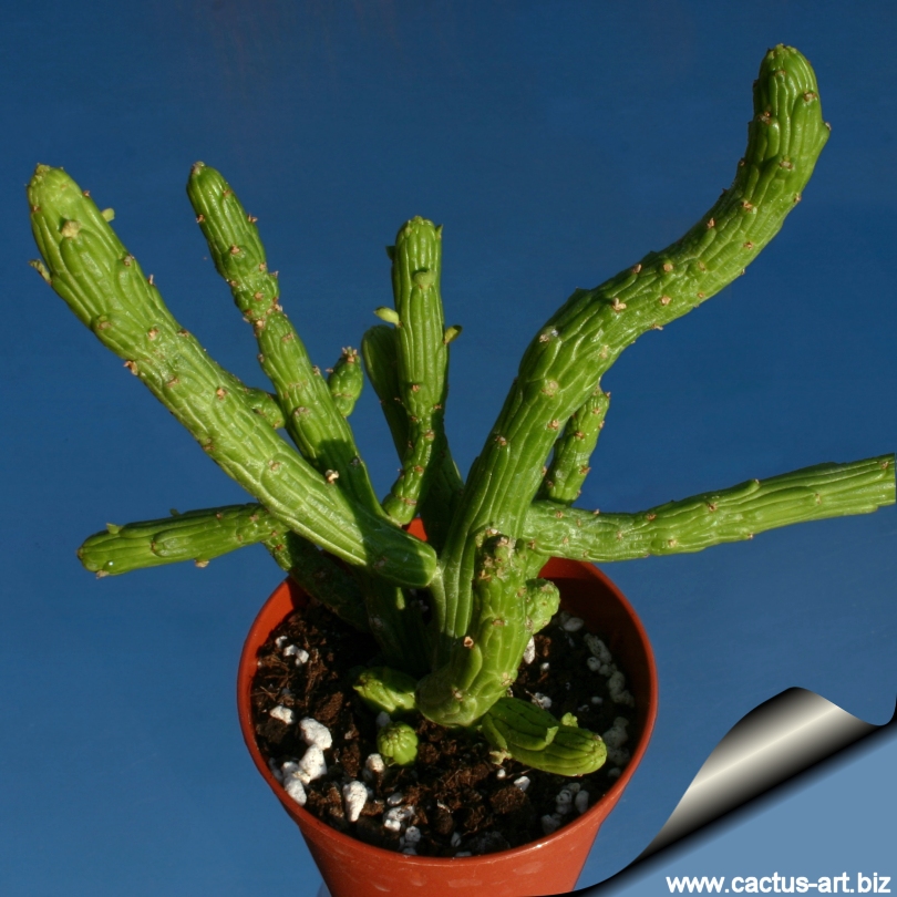 Monadenium ellenbeckii