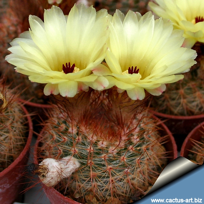 Semis de Notocactus (cactus) Notocactus_shlosseri_blooms_810