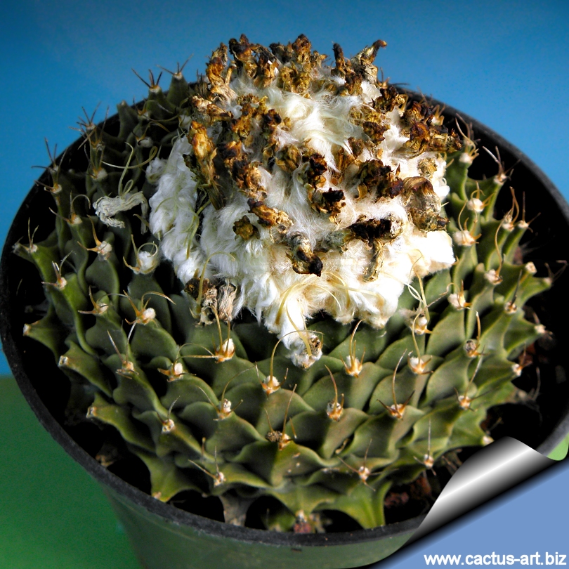 2-4cm Obregonia denegrii cactus Succulent plants Plants Home Decoration 2-4cm Obregonia denegrii cactus Succulent plants Plants Home Decoration