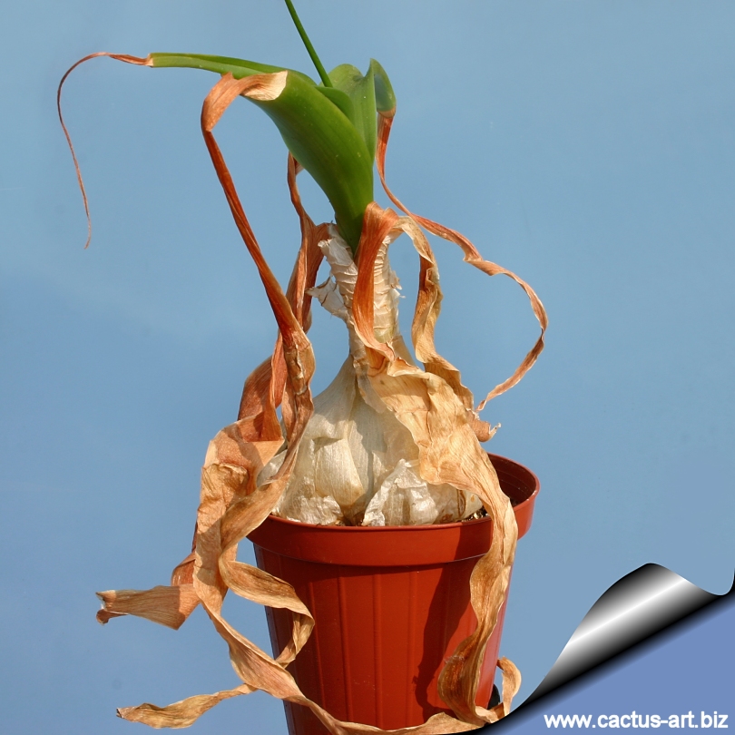 Ornithogalum Caudatum Syn Ornithogalum Longibracteatum