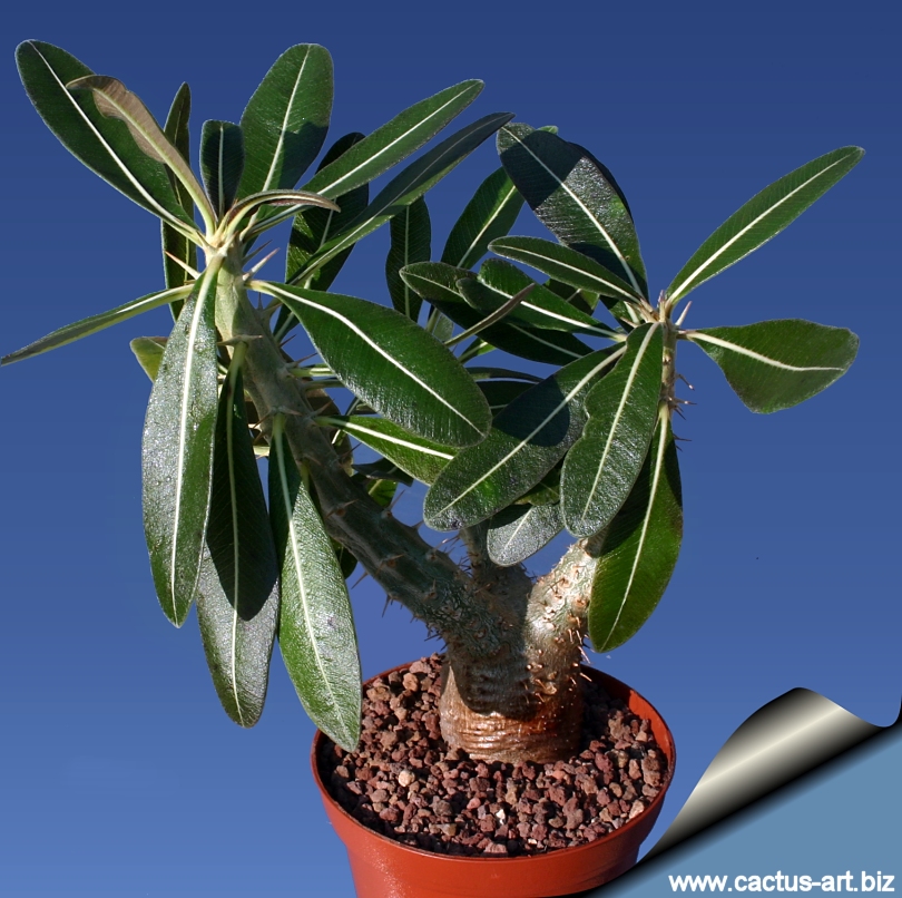1624パキポディウム ロスラーツム Pachypodium cactipes Pachypodium cactipes – Tropiflora