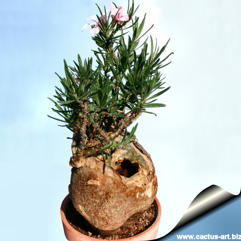 Pachypodium succulentum