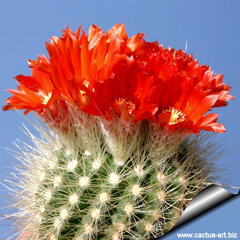 Parodia penicillata"niʋosa"