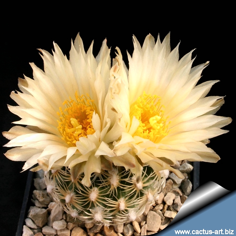 Pediocactus bradyi SB470 Cocomino Co, Arizona, USA