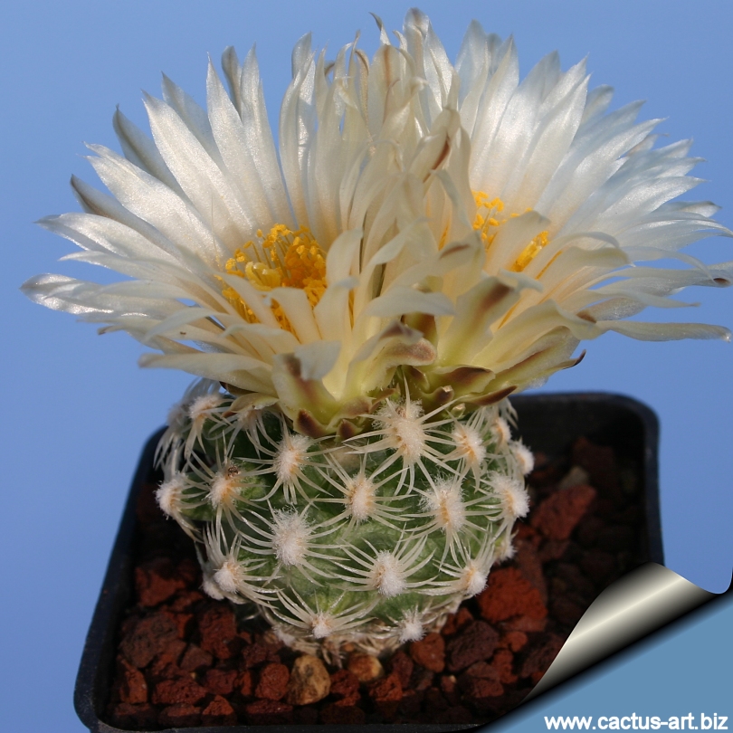 Pediocactus bradyi SB470 Cocomino Co, Arizona, USA