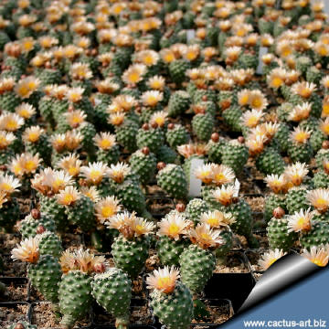 A bench of Pediocactus despainii at CACTUS ART NURSERY - Flowering size plants.