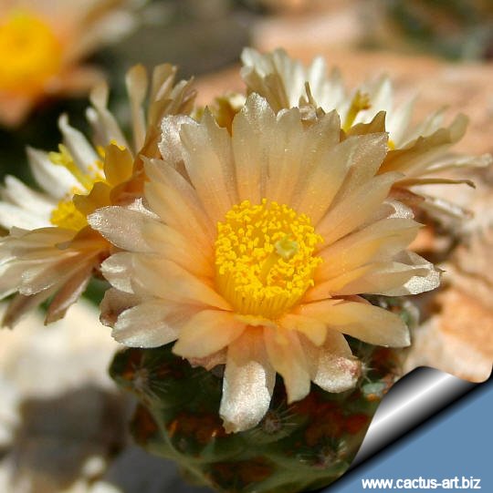 【keisuke.cacti】 L.alberto-vojtechii, KSM 762 San Luis Potosi
