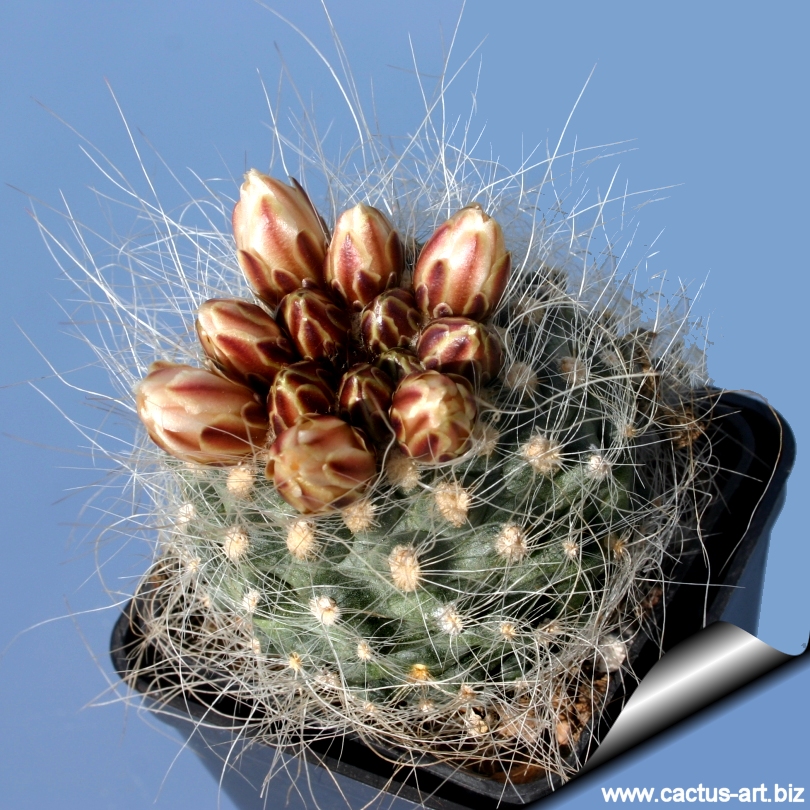 【keisuke.cacti】 Pediocactus peeblesianus var. fickeisenii SB468 Fredonia, AZ