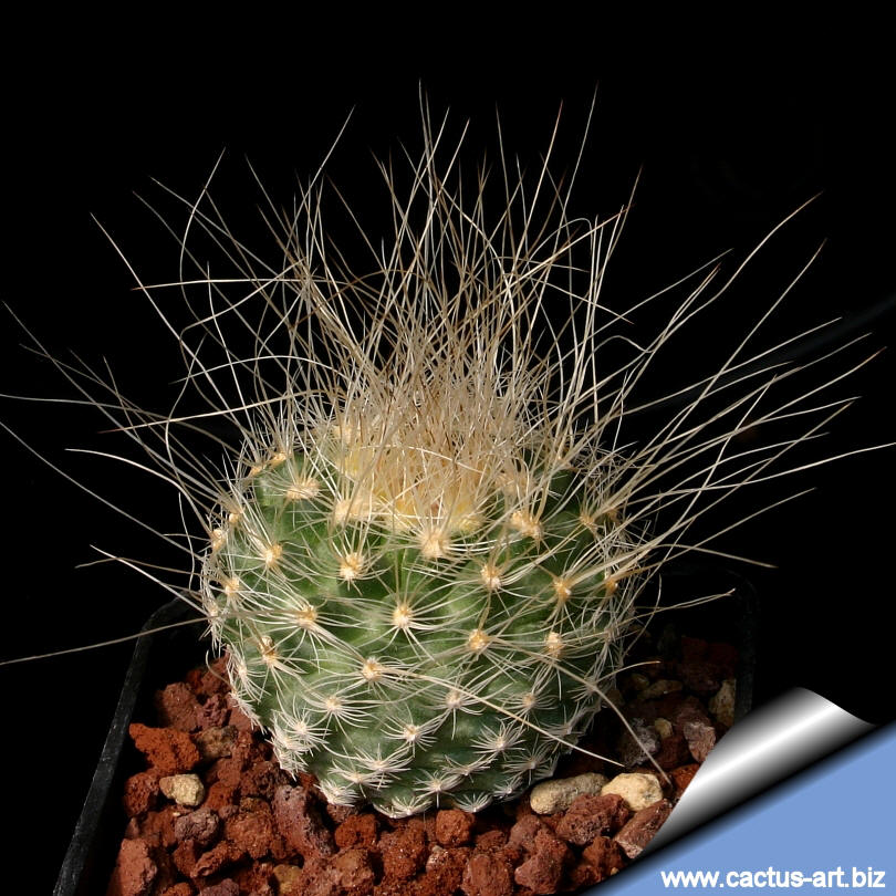 【keisuke.cacti】 Pediocactus peeblesianus var. fickeisenii SB468 Fredonia, AZ