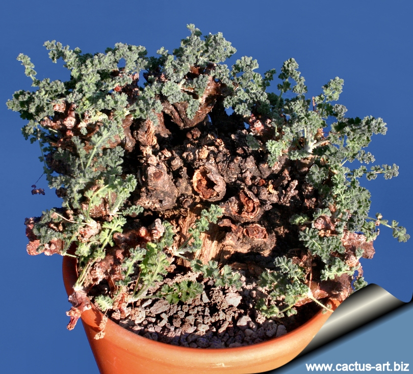 Details about   Pelargonium alternans Cactus Cacti Succulent Real Live Plant