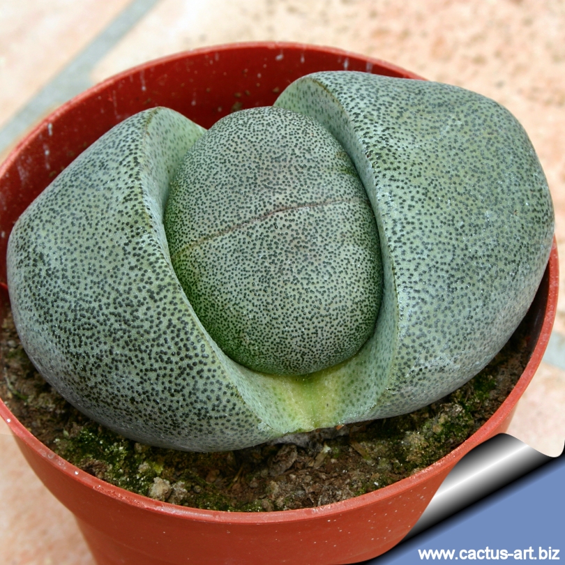 Pleiospilos nelii