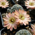 Rebutia (Mediolobivia) haagei FR1115