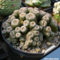 Rebutia heliosa "polytomica"