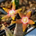 Stapelia flavopurpurea