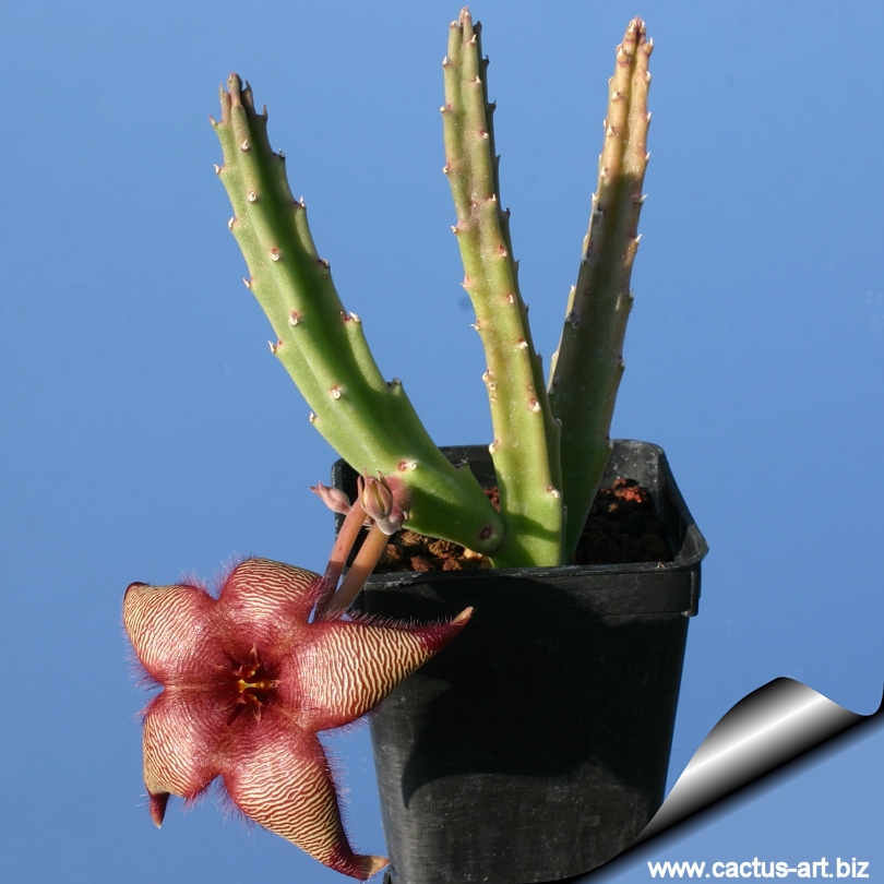 Stapelia hirsuta CUTTING Asclepiadaceae  Succulent Cactus