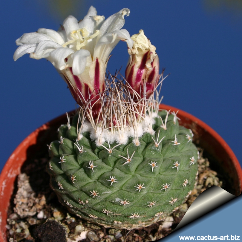 50 Semillas frescas Strombocactus Disciformis 種子 เมล ดพ นธ Raro Cactus
