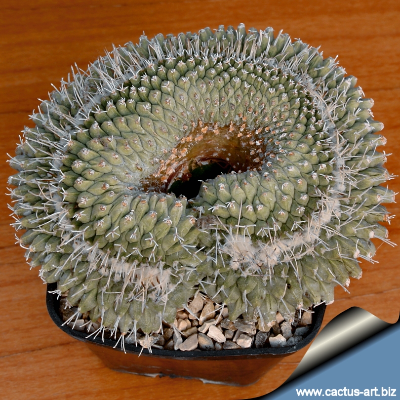 strombocactus disciformis ストロンボカクタス白刺菊水 【公式通販】