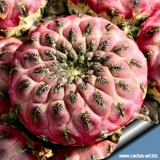 Sulcorebutia rauschii WR289 Sucre, Chuquisaca, Bolivia cv