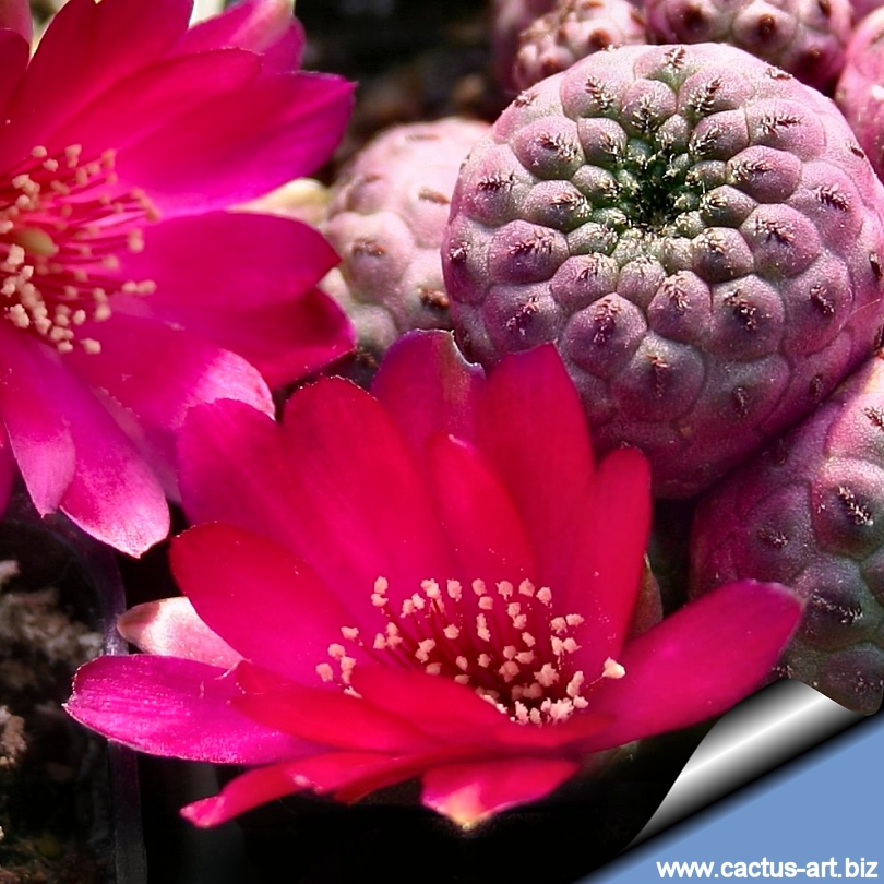 Sulcorebutia rauschii WR289 Sucre, Chuquisaca, Bolivia cv ...