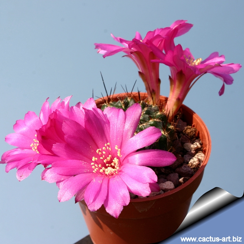 Sulcorebutia mizquensis Multiple heads cactus Succulent plants Home Bonsai Decor Sulcorebutia mizquensis Multiple heads cactus Succulent plants Home Bonsai Decor