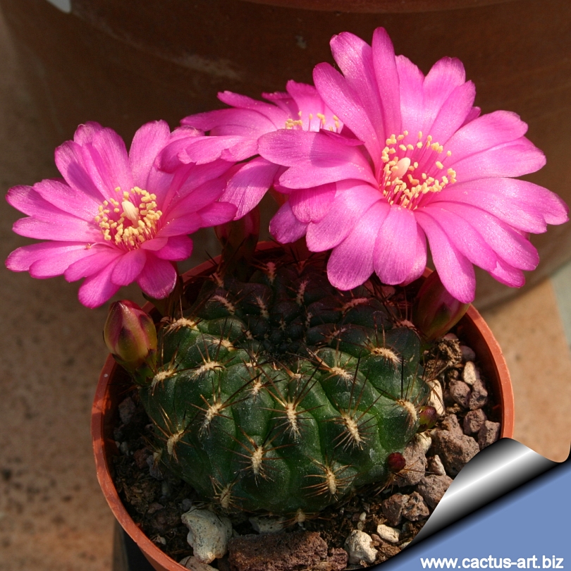 Sulcorebutia mizquensis Multiple heads cactus Succulent plants Home Bonsai Decor Sulcorebutia mizquensis Multiple heads cactus Succulent plants Home Bonsai Decor