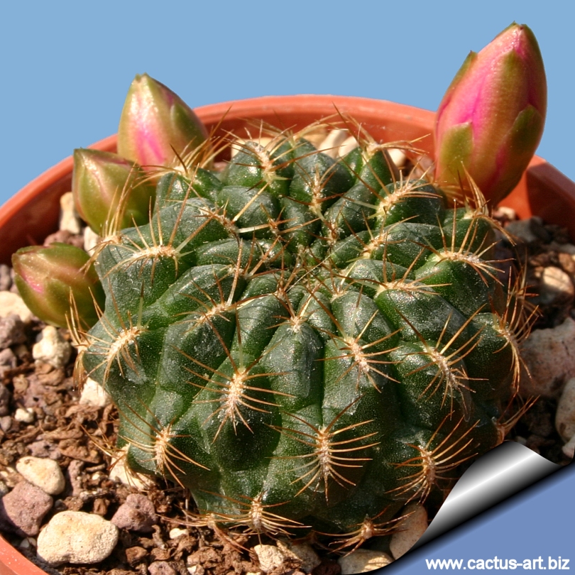 Sulcorebutia steinbachii