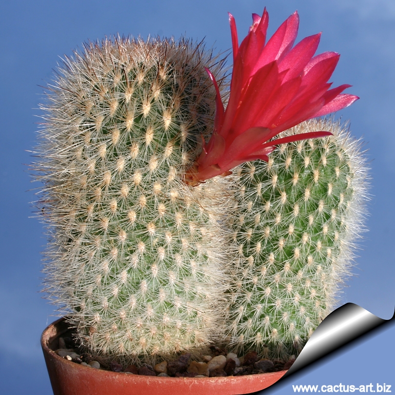 гимнокалициум квеля. Neoporteria grandiflora kk 1461. Kk turant.