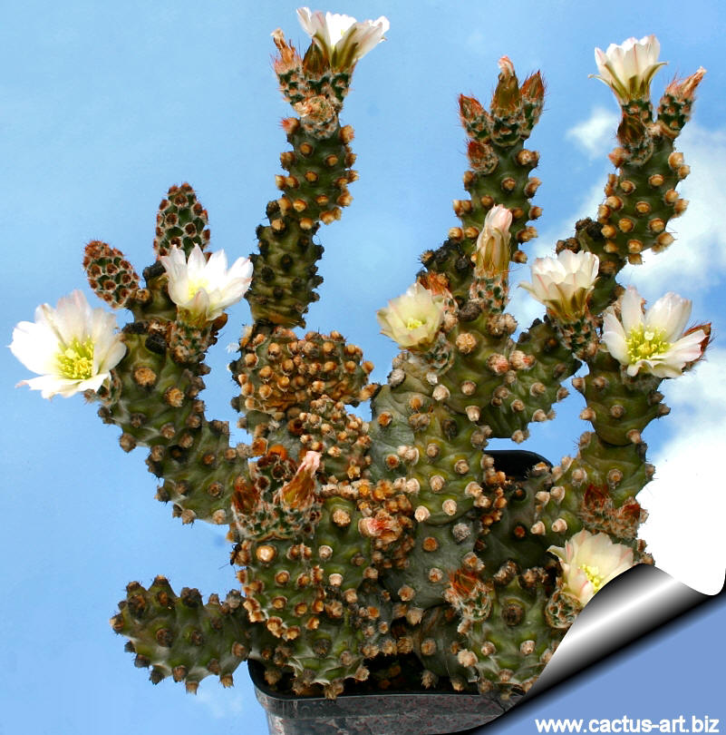 Tephrocactus_molinensis_01_810.jpg
