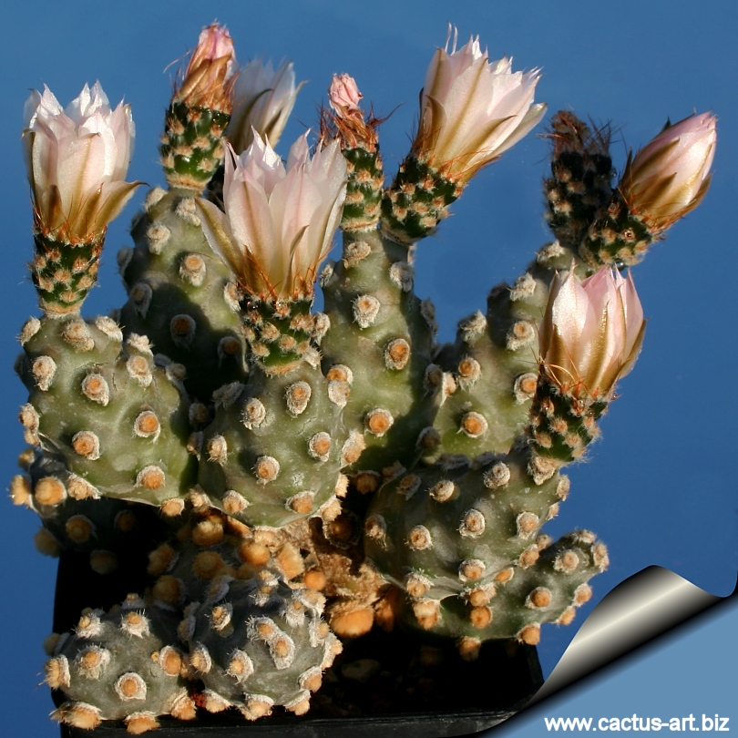 Tephrocactus molinensis