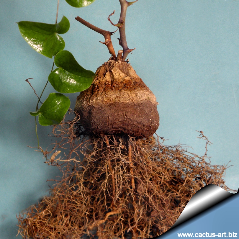 Диоскорея слоновая. Диоскорея ELEPHANTIPES. Диоскорея слоновая Dioscorea ELEPHANTIPES. Dioscorea hemicrypta (диоскорея полускрытая). Диоскорея тестудинария.