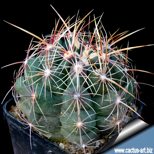 Fresh seeds. Thelocactus bicolor v.commodus 25 SEEDS rare beautiful cactus 