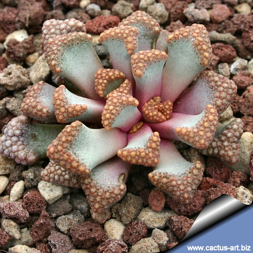 Titanopsis Hugo Schlechteri Get the best deals on euphorbia cactis&succulents. titanopsis hugo schlechteri