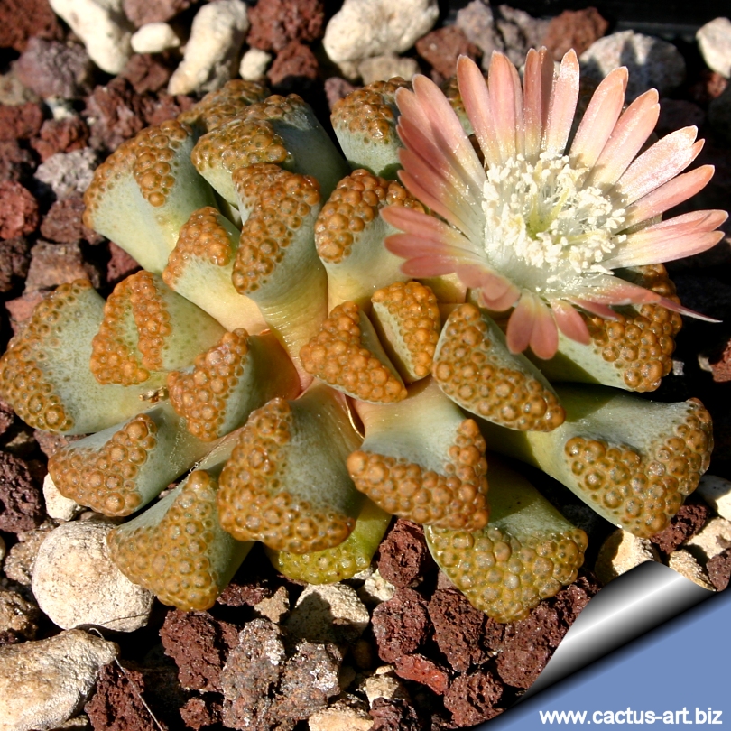Titanopsis Hugo Schlechteri This section is for succulents. titanopsis hugo schlechteri