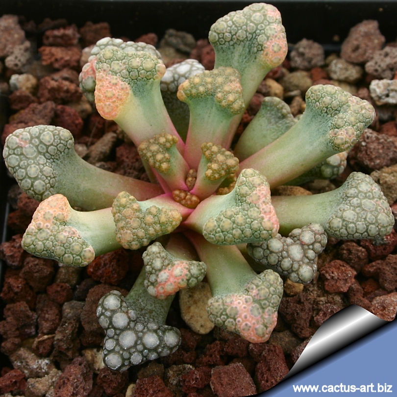 Titanopsis Hugo Schlechteri We have several types of succulents singapore for sale. titanopsis hugo schlechteri