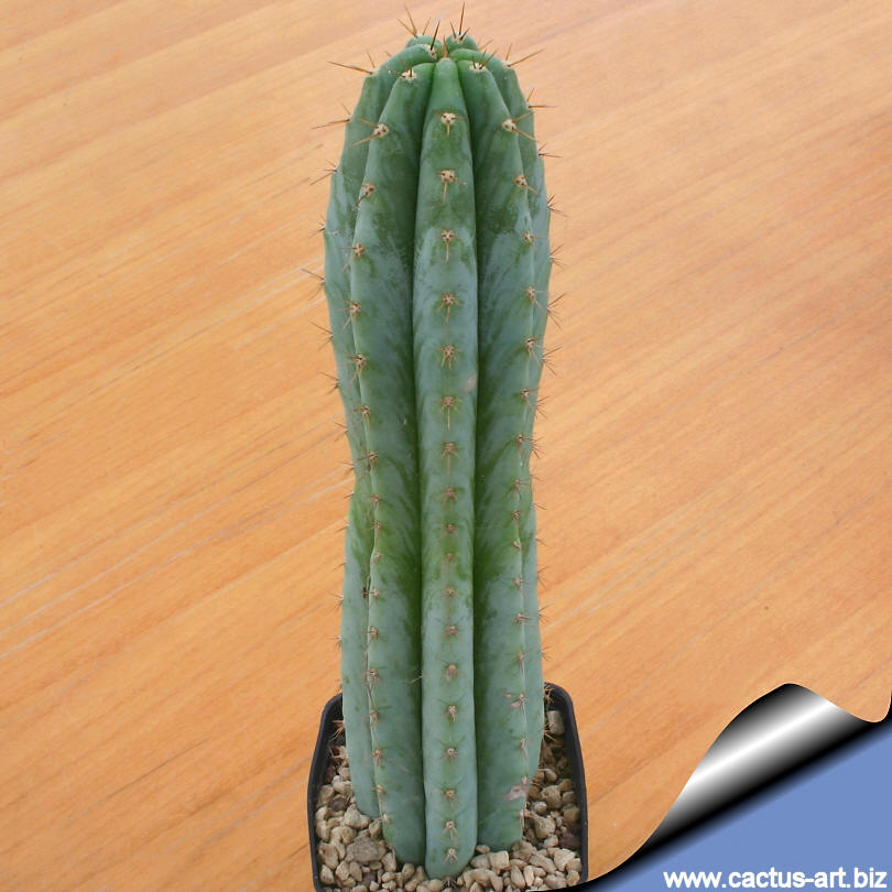 Trichocereus Pachanoi Syn Echinocereus Pachanoi