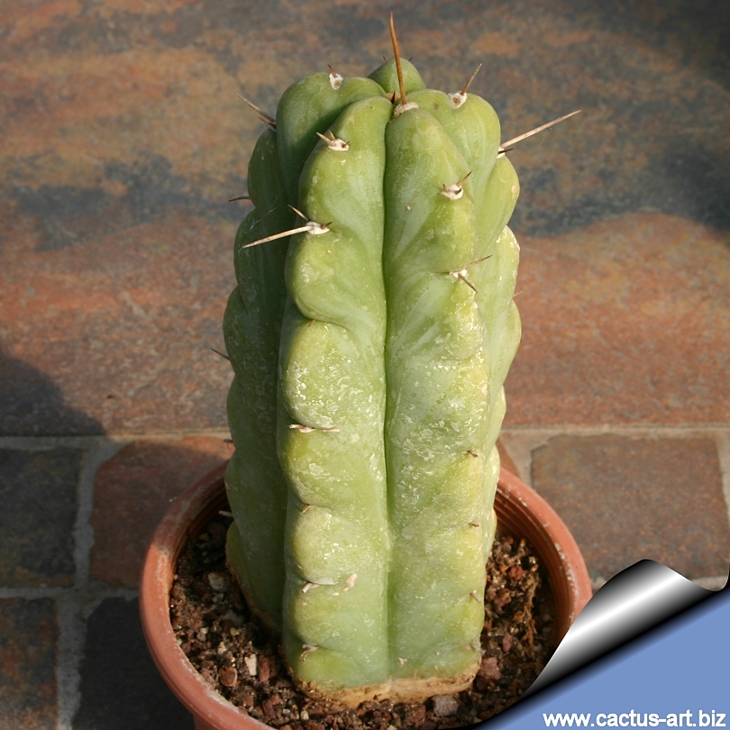 Trichocereus pachanoi (Syn: Echinocereus pachanoi)