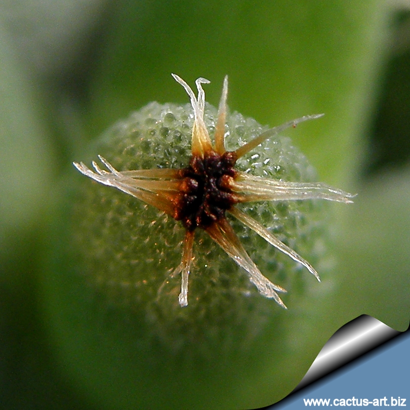 Trichodiadema hallii