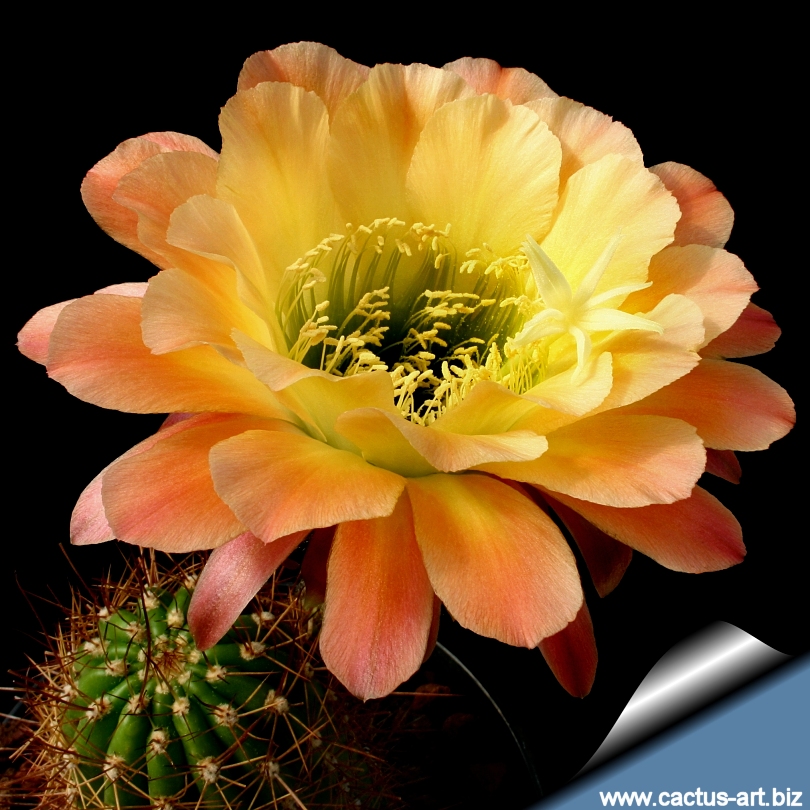 Apricot Glow Flowering Cactus