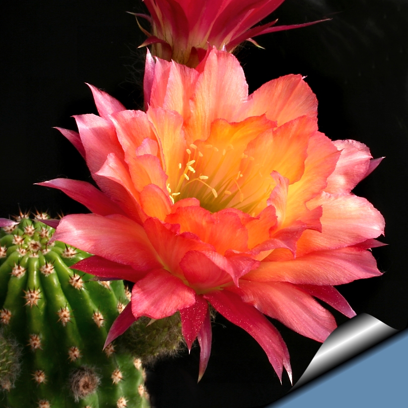 Trichopsis hybrid cv. SUPER APRICOT
