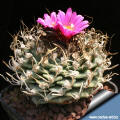 Turbinicarpus alonsoi Xichu, Guanajuato, Mxico. 
