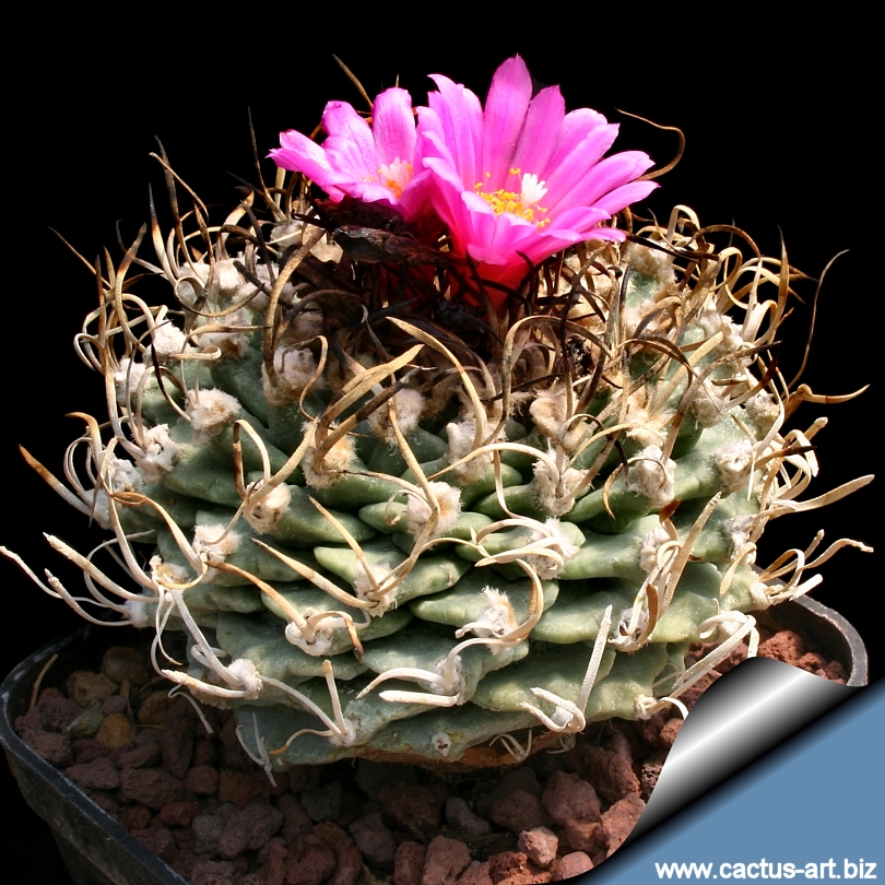Turbinicarpus alonzoii cactus - AbuMaizar Dental Roots Clinic