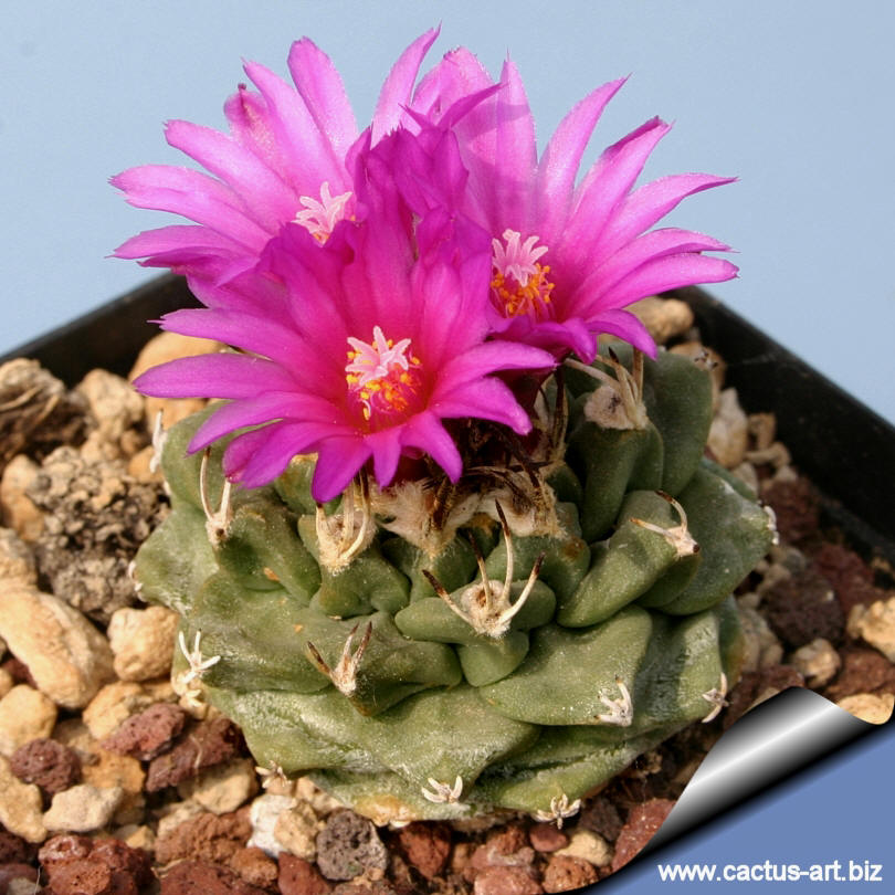 Turbinicarpus alonsoi Xichu, Guanajuato, Mexico