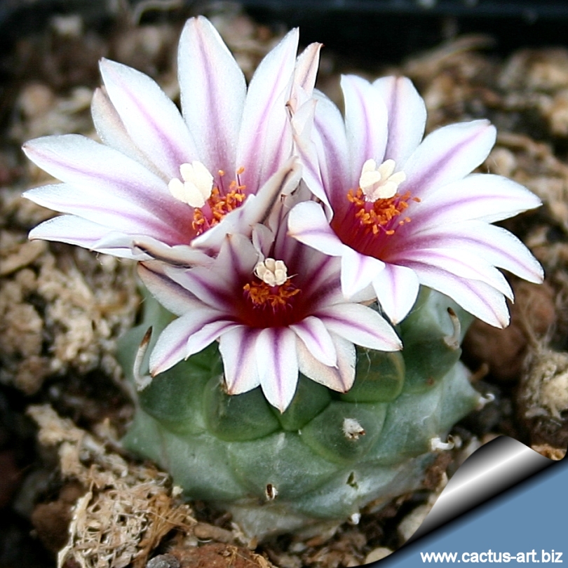Turbinicarpus andersonii - Turbinicarpus schiedicheanus ...