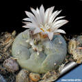 Turbinicarpus jauernigii blooming