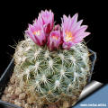 Turbinicarpus knuthianus JJ 2439 (Syn: Gymnocactus knuthianus)