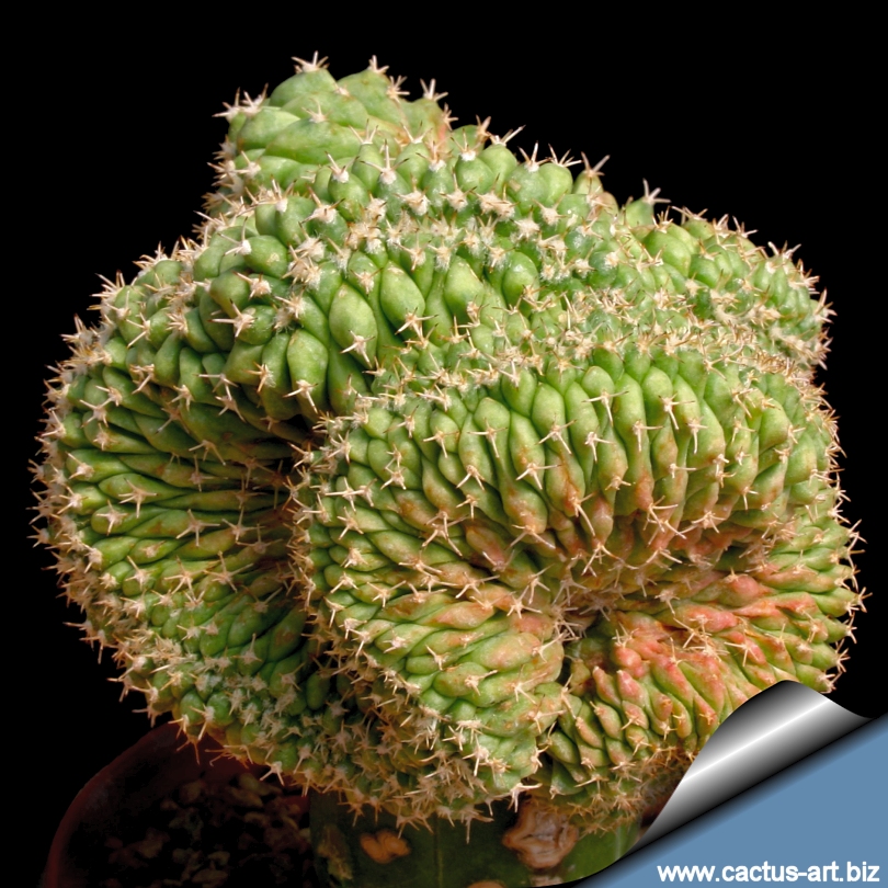 Index of /schede/TURBINICARPUS/Turbinicarpus_lophophoroides