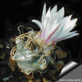Turbinicarpus macrochele El Fraile