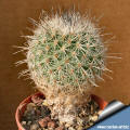 Turbinicarpus pailanus L1035 Sierra de la Paila
