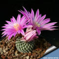 Turbinicarpus pseudopectinatus Dr Arrrojo