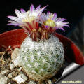 Turbinicarpus subterraneus var. zaragozae SB 1437 Zaragosa NL, pink_violet fowering form.